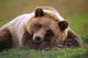 Captive Brown Bear Laying Down Wall Mural
