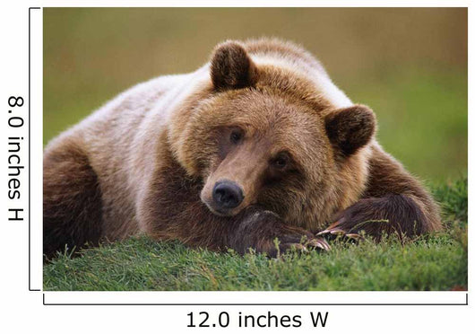 Captive Brown Bear Laying Down Wall Mural