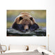 Captive Brown Bear Rests With It Front Legs Outstretched On A Log Wall Mural