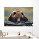 Captive Brown Bear Rests With It Front Legs Outstretched On A Log Wall Mural