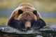 Captive Brown Bear Rests With It Front Legs Outstretched On A Log Wall Mural