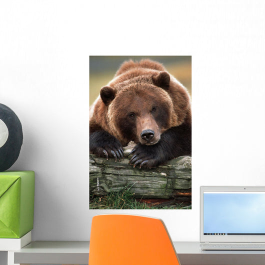 Captive Brown Bear Rests With It Front Legs Outstretched On A Log Wall Mural