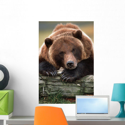 Captive Brown Bear Rests With It Front Legs Outstretched On A Log Wall Mural