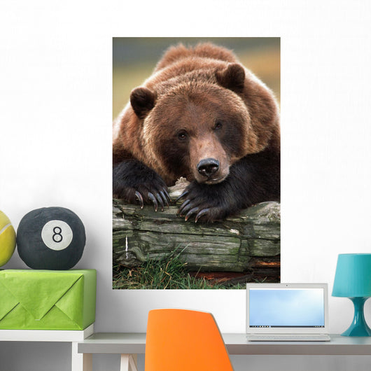 Captive Brown Bear Rests With It Front Legs Outstretched On A Log Wall Mural