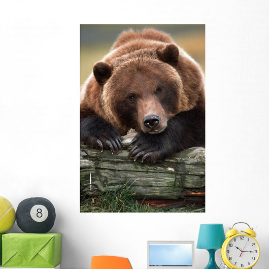 Captive Brown Bear Rests With It Front Legs Outstretched On A Log Wall Mural