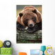 Captive Brown Bear Rests With It Front Legs Outstretched On A Log Wall Mural