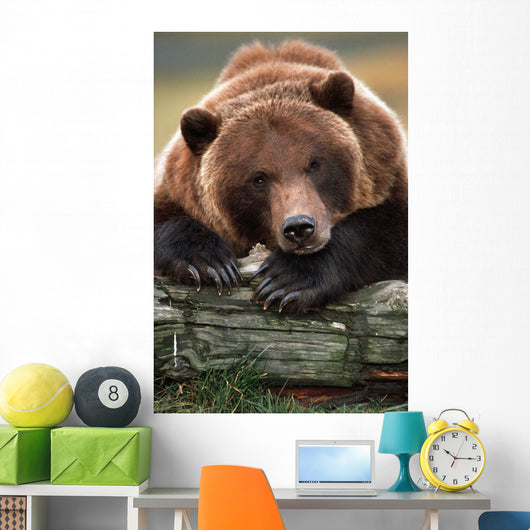 Captive Brown Bear Rests With It Front Legs Outstretched On A Log Wall Mural