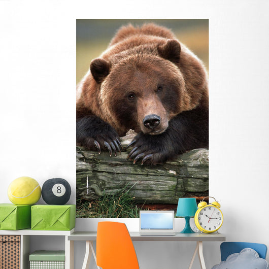 Captive Brown Bear Rests With It Front Legs Outstretched On A Log Wall Mural