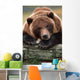 Captive Brown Bear Rests With It Front Legs Outstretched On A Log Wall Mural
