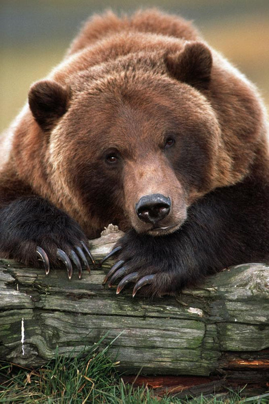 Captive Brown Bear Rests With It Front Legs Outstretched On A Log Wall Mural