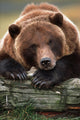 Captive Brown Bear Rests With It Front Legs Outstretched On A Log Wall Mural