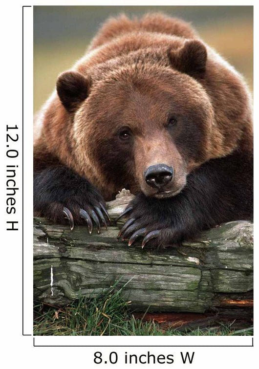 Captive Brown Bear Rests With It Front Legs Outstretched On A Log Wall Mural