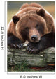 Captive Brown Bear Rests With It Front Legs Outstretched On A Log Wall Mural