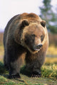 Brown Bear Standing Wall Mural