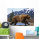 Young Grizzly Bear Running At The Alaska Wildlife Conservation Center Wall Mural