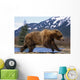 Young Grizzly Bear Running At The Alaska Wildlife Conservation Center Wall Mural