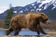 Young Grizzly Bear Running At The Alaska Wildlife Conservation Center Wall Mural