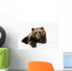 Grizzly Resting Head On Paw While Laying In Snow Wall Mural