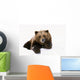 Grizzly Resting Head On Paw While Laying In Snow Wall Mural