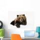 Grizzly Resting Head On Paw While Laying In Snow Wall Mural