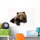 Grizzly Resting Head On Paw While Laying In Snow Wall Mural