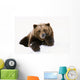 Grizzly Resting Head On Paw While Laying In Snow Wall Mural