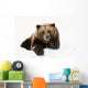 Grizzly Resting Head On Paw While Laying In Snow Wall Mural
