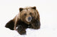 Grizzly Resting Head On Paw While Laying In Snow Wall Mural