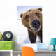 Captive Extreme Close-Up Of Brown Bear Wall Mural