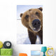 Captive Extreme Close-Up Of Brown Bear Wall Mural