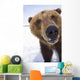 Captive Extreme Close-Up Of Brown Bear Wall Mural