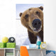 Captive Extreme Close-Up Of Brown Bear Wall Mural