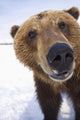 Captive Extreme Close-Up Of Brown Bear Wall Mural
