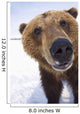 Captive Extreme Close-Up Of Brown Bear Wall Mural