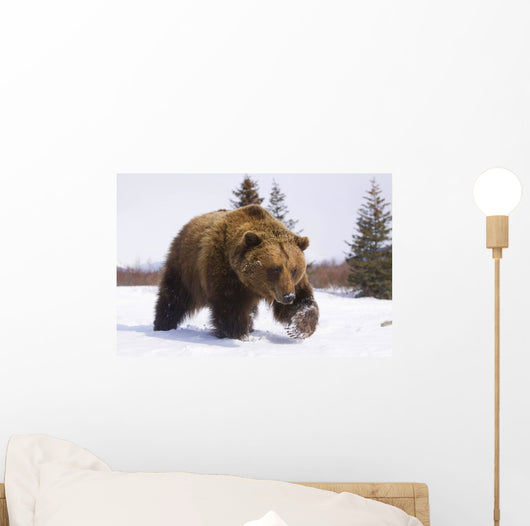 Captive Brown Bear Walks In Snow During Winter Wall Mural