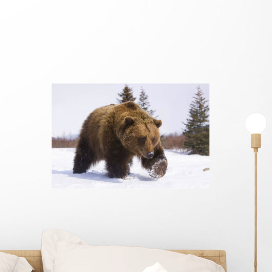 Captive Brown Bear Walks In Snow During Winter Wall Mural