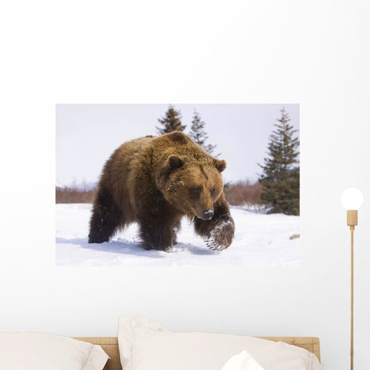 Captive Brown Bear Walks In Snow During Winter Wall Mural