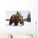 Captive Brown Bear Walks In Snow During Winter Wall Mural
