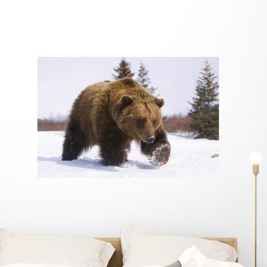 Captive Brown Bear Walks In Snow During Winter Wall Mural