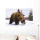 Captive Brown Bear Walks In Snow During Winter Wall Mural