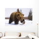 Captive Brown Bear Walks In Snow During Winter Wall Mural