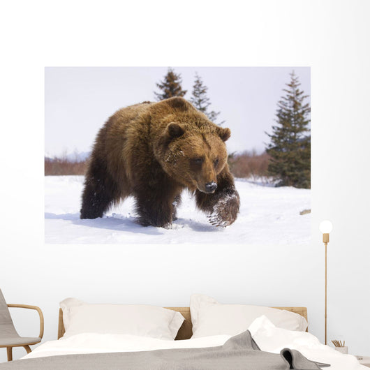 Captive Brown Bear Walks In Snow During Winter Wall Mural