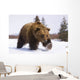 Captive Brown Bear Walks In Snow During Winter Wall Mural