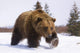 Captive Brown Bear Walks In Snow During Winter Wall Mural