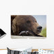 Captive Grizzly Bear Rests Its Head On A Log Wall Mural