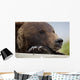Captive Grizzly Bear Rests Its Head On A Log Wall Mural