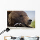 Captive Grizzly Bear Rests Its Head On A Log Wall Mural