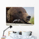 Captive Grizzly Bear Rests Its Head On A Log Wall Mural