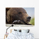Captive Grizzly Bear Rests Its Head On A Log Wall Mural