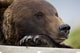 Captive Grizzly Bear Rests Its Head On A Log Wall Mural